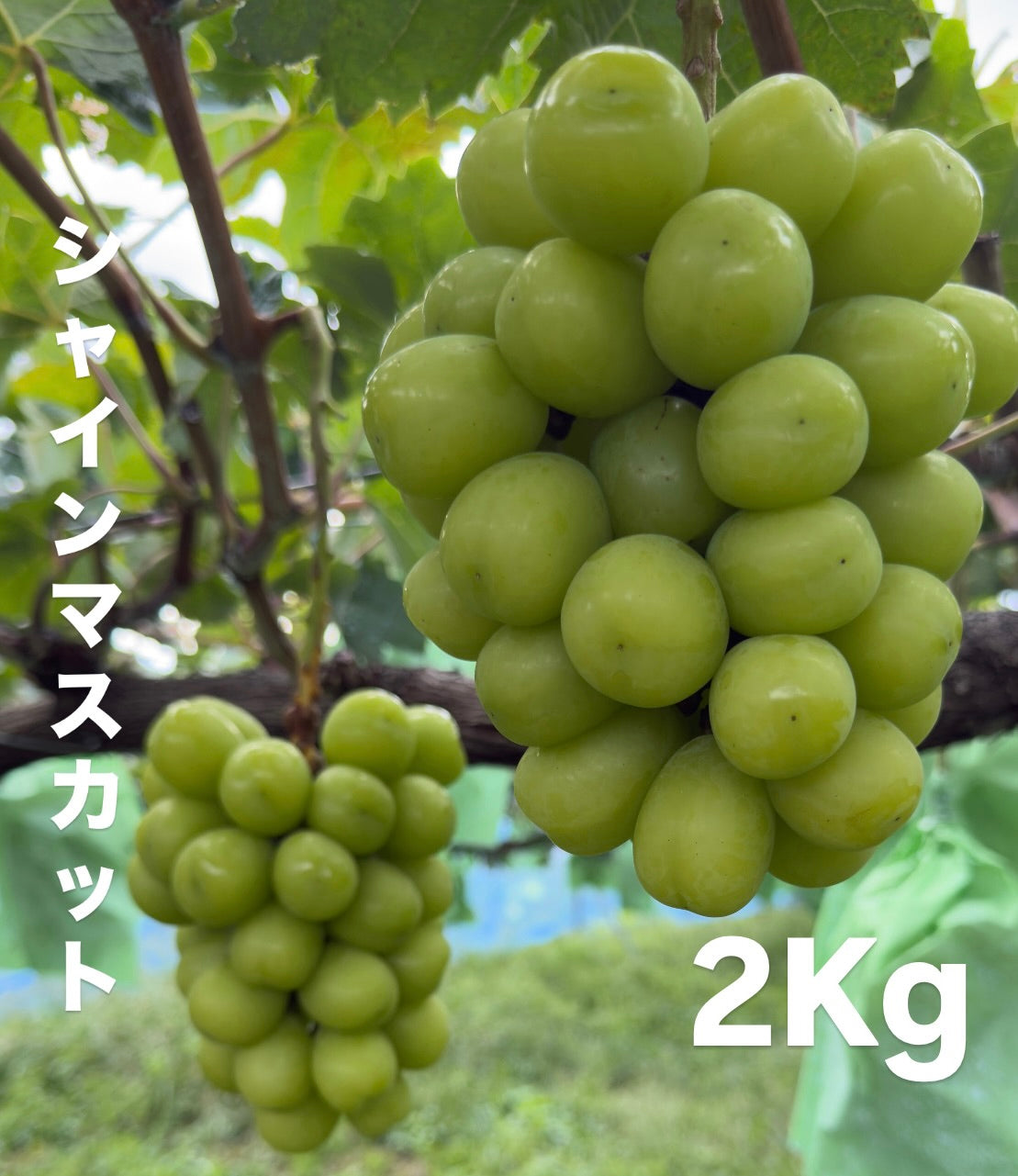 シャインマスカット(2kg)