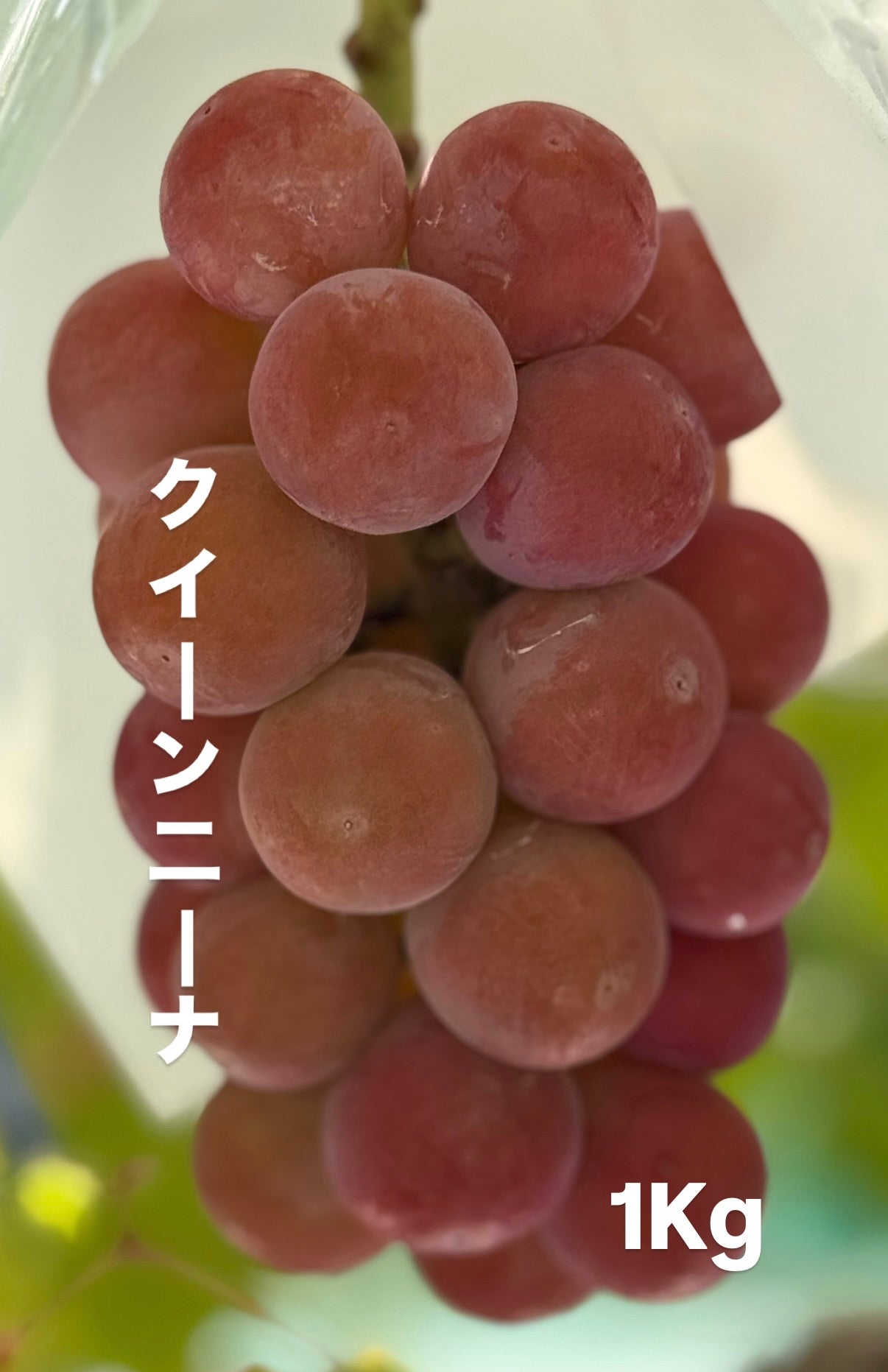 クイーンニーナ(1kg)