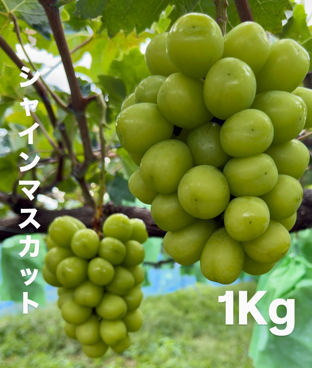 シャインマスカット(1kg)