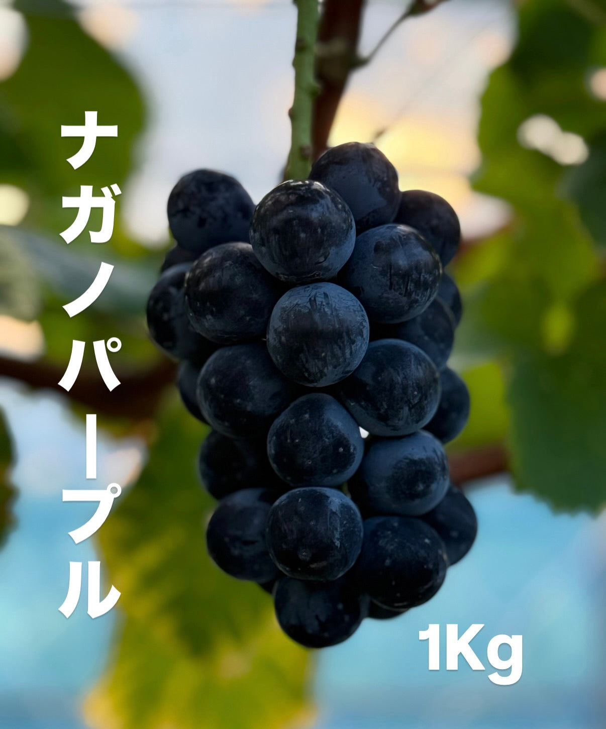 ナガノパープル(1kg)