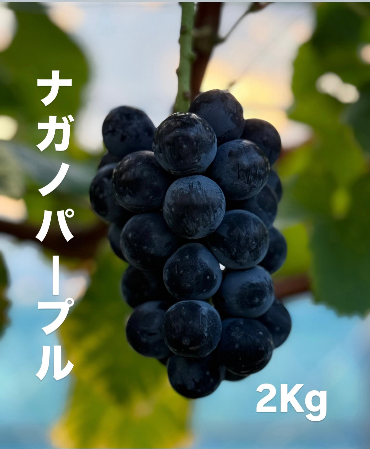 ナガノパープル（２kg）