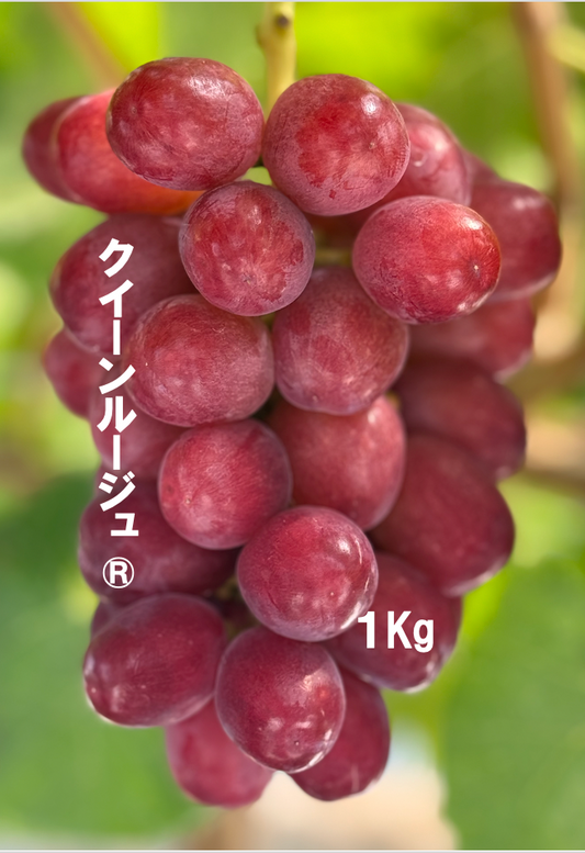 クイーンルージュ®︎（１kg）