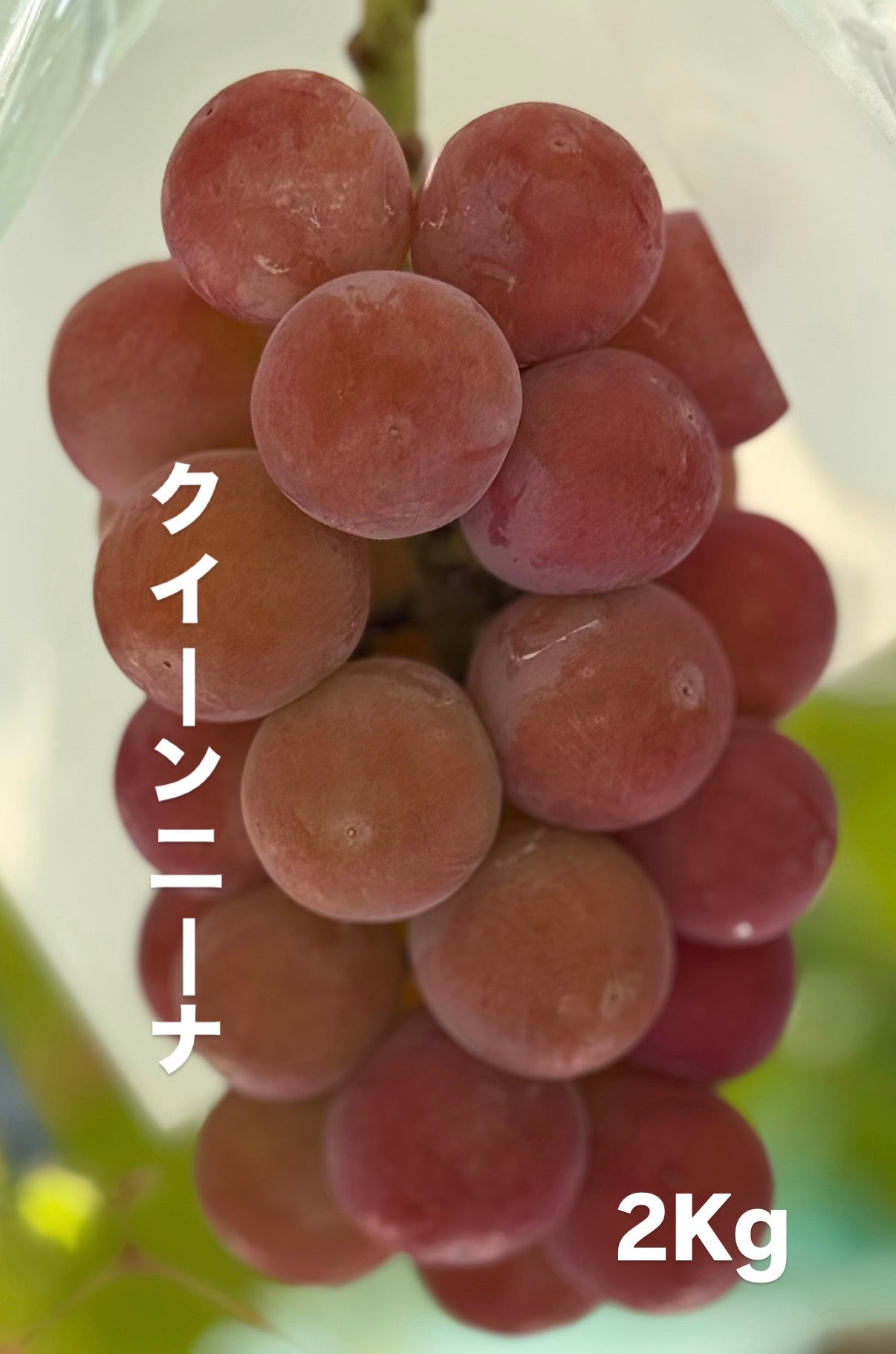 クイーンニーナ（２kg）