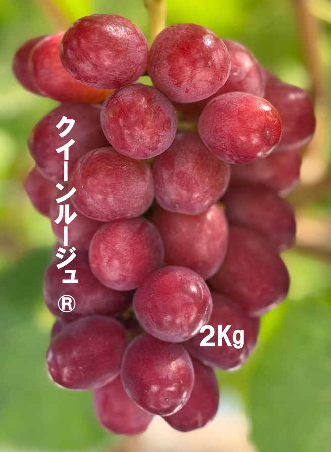 クイーンルージュ®︎（２kg）